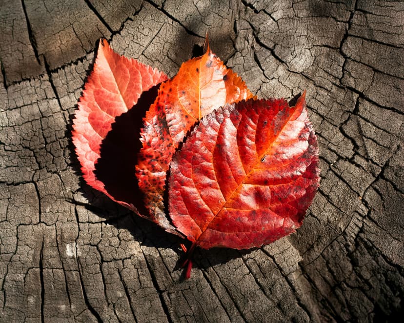 People, Pedagogy & Purpose: Bringing the Educational Leader Role into Focus event image