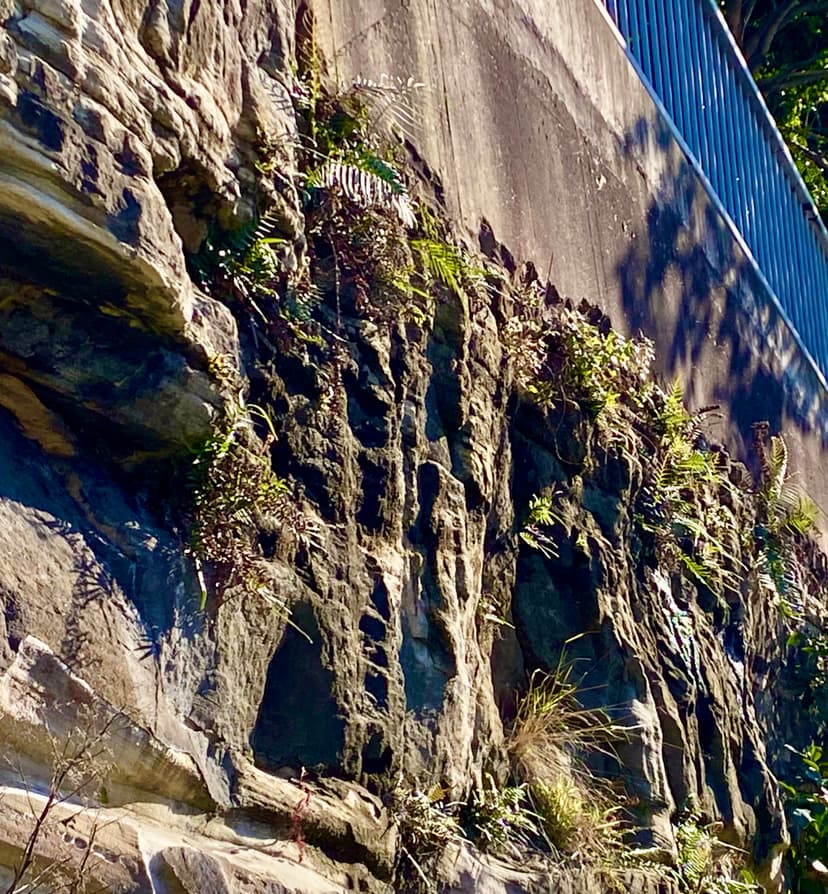 Finding and Connecting to Nature in Urban Spaces: Discovering Life Where You Least Expect It event image