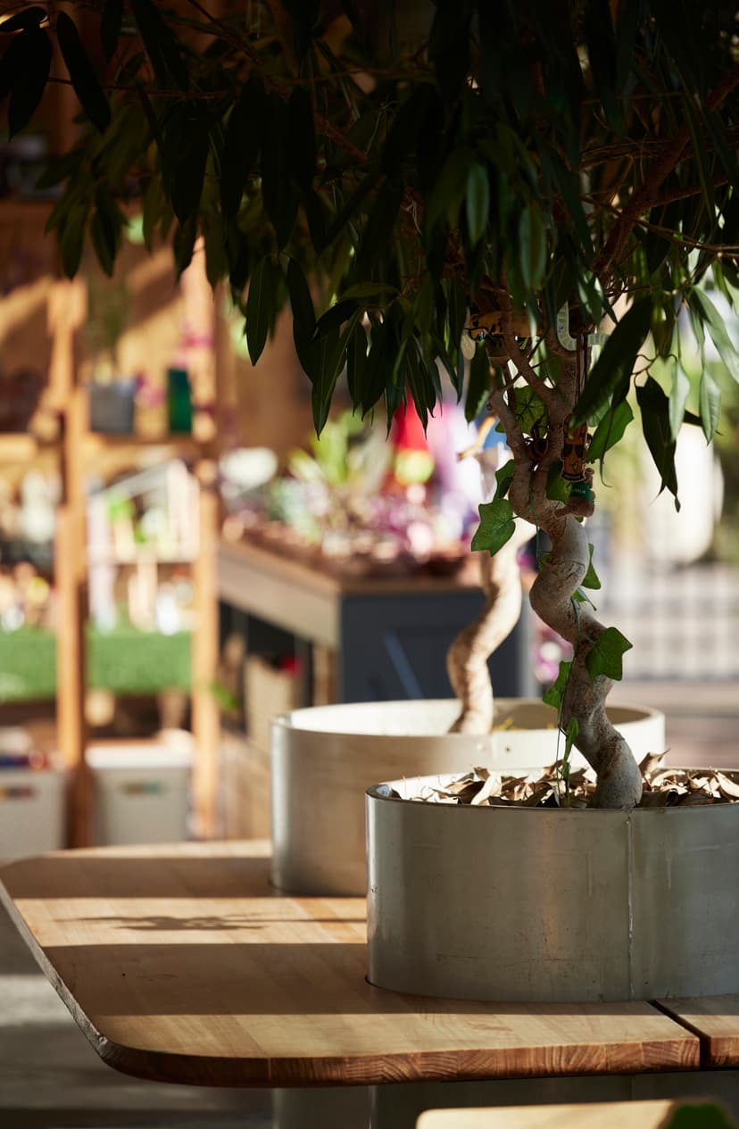 Creating Sustainable Gardens with Children event image